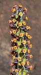 Euphorbia aff petraea Turbi GPS170 Turbi GPS170 Kenya 2014_1327.jpg